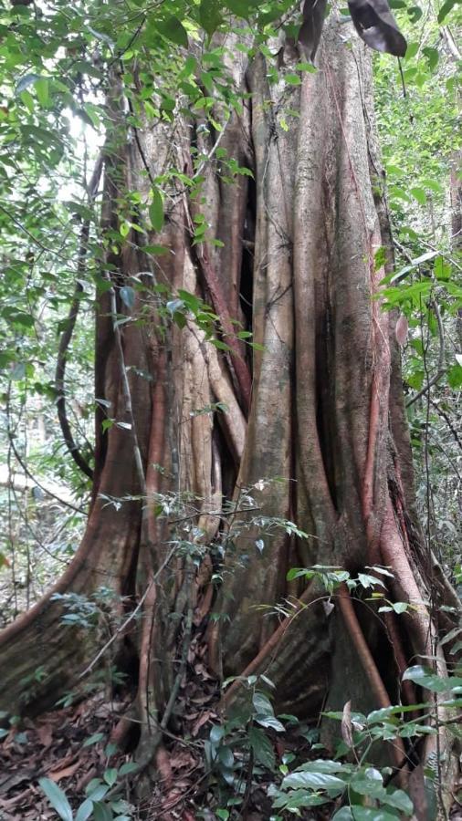 Rainforest River Edge Deniyaya Exterior photo